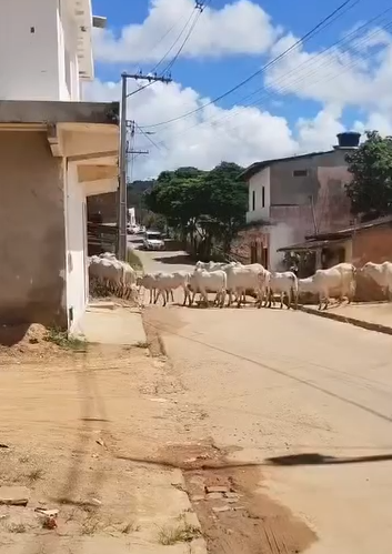 Rebanho solto em via urbana preocupa moradores em Piraí do Norte