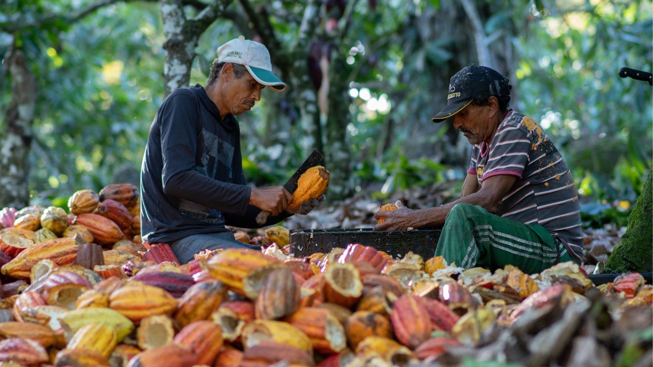 Senado aprova regra para percentual de cacau; projeto aguarda sanção presidencial